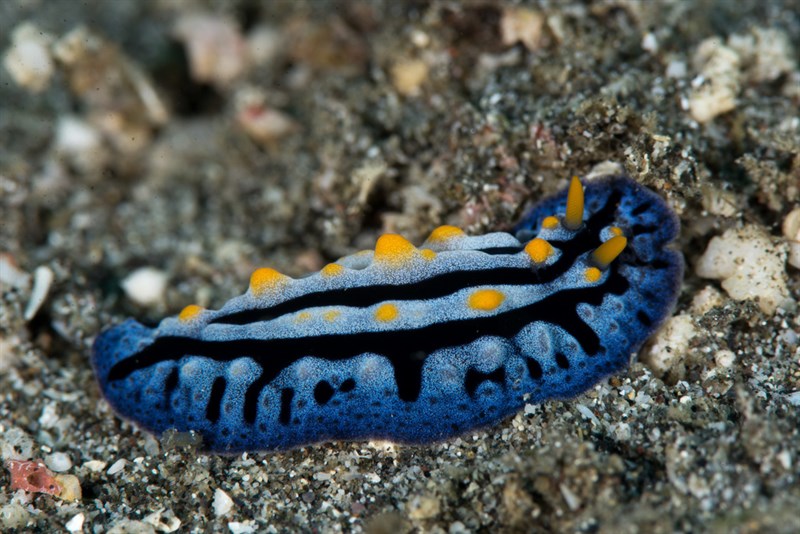 , Phyllidia haegeli