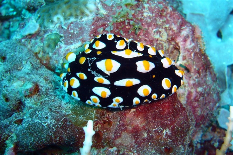 , Madang Phyllidia, Phyllidia madangensis