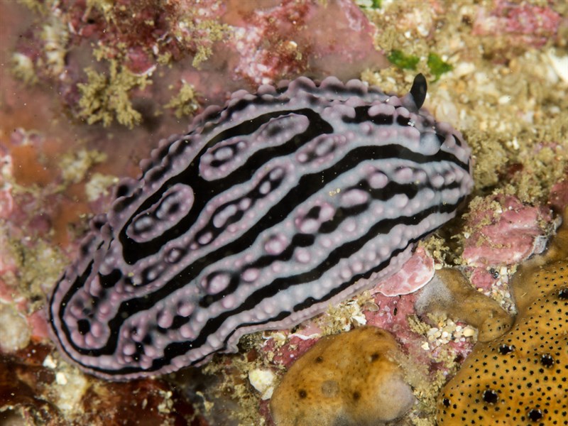 , Warty Slug, Phyllidiella meandrina