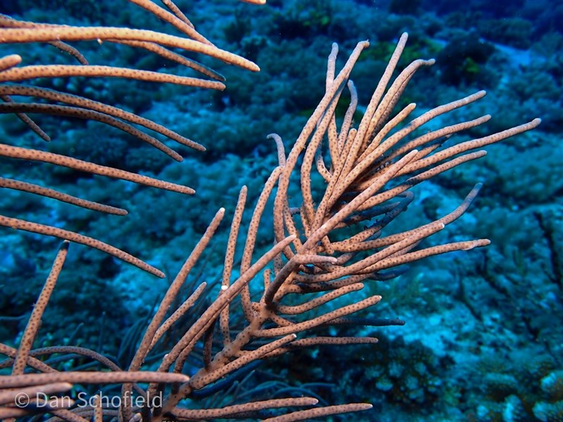 , Yellow Sea Rod, Grube’s Gorgonian - Pinnigorgia flava, Pinnigorgia flava