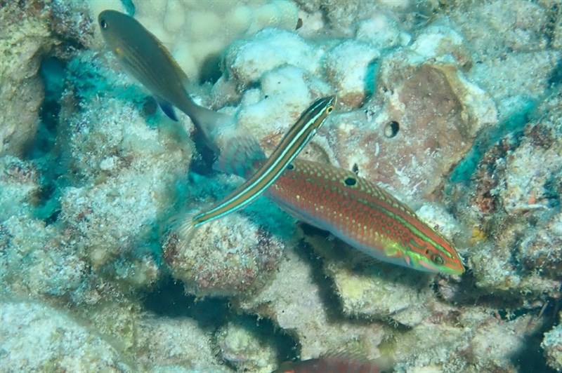 Ewa blenny, Ewa Blenny, Blue-stripe Blenny, Ewa Fang Blenny, Plagiotremus ewaensis