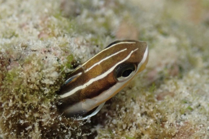 Biting blenny, Biting Blenny, Gosline's FangBlenny - Plagiotremus goslinei, Plagiotremus goslinei