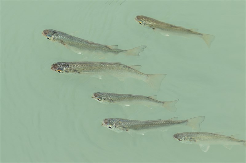 Tade gray mullet, Tade Gray Mullet, Planiliza planiceps