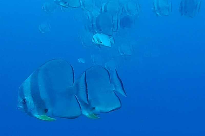 Longfin batfish, Tiera Batfish, Longfin Batfish, Longfin Batfish, Round-faced Batfish, Spotbelly Batfish, Tail-fin Batfish, Platax teira