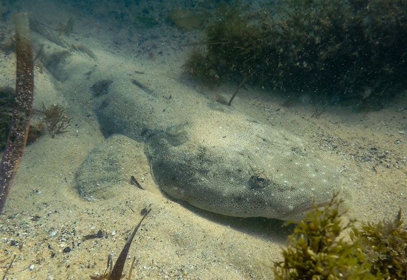 Dusky flathead, Dusky Flathead, Black Flathead, Dusky, Estuary Flathead, Flattie, Frog, Lizard, Mud Flathead, River Flathead, Platycephalus fuscus