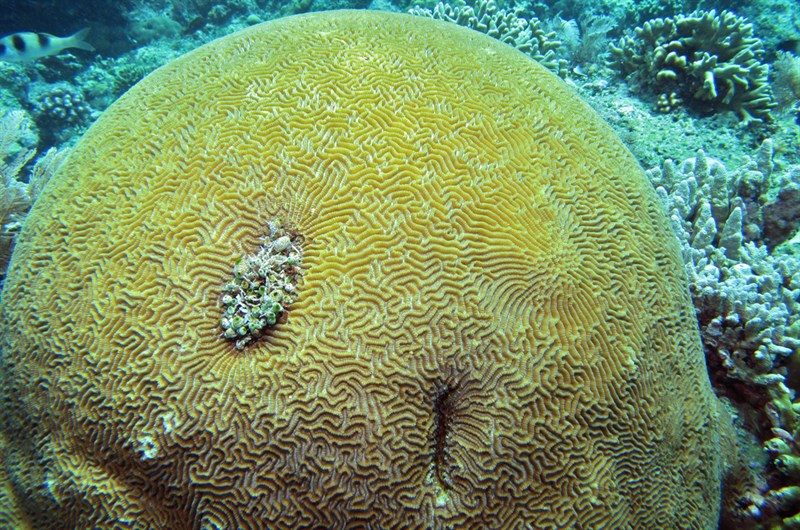 , Brain Coral, Lesser Valley Coral, Platygyra daedalea