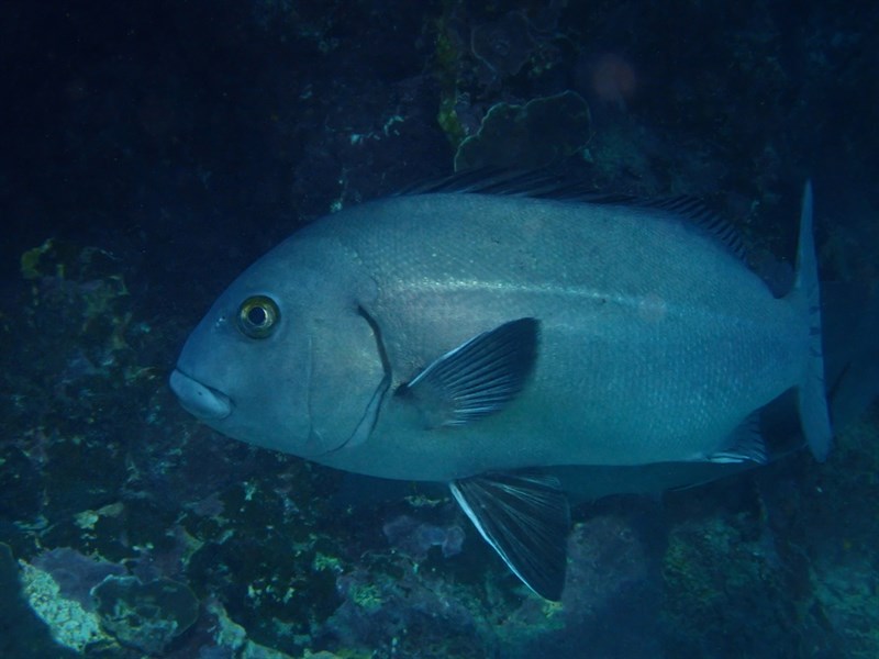 Blue bastard, Blue Bastard, Plectorhinchus caeruleonothus