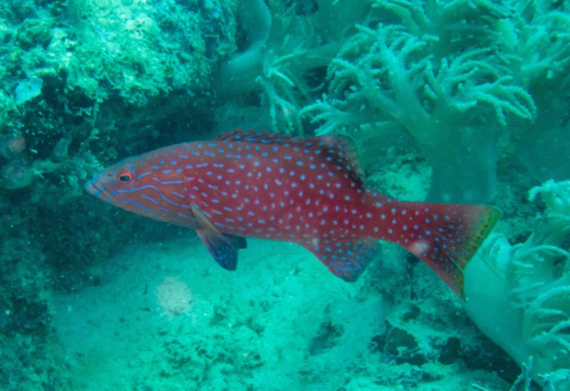 Highfin coralgrouper, Highfin Coral Grouper, Highfin Coral Trout, Highfin Coralgrouper, Lined Coral Trout, Vermicular Leopard-cod, Vermicular-cod, Vermicular Cod, Plectropomus oligacanthus