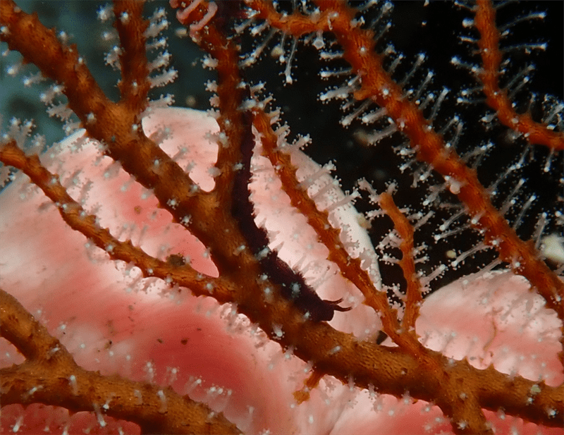 , Sea Fan Nudibranch, Pleurolidia juliae