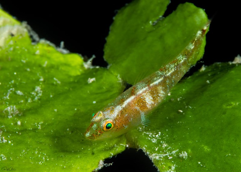 Bilobed ghost goby, , Pleurosicya bilobata