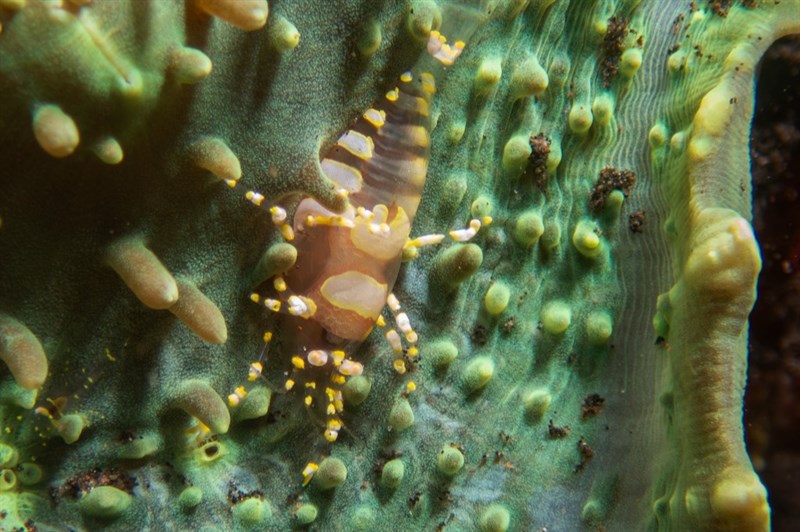 , Hidden Corallimorph Shrimp, Disc Anemone Shrimp, Pliopontonia furtiva