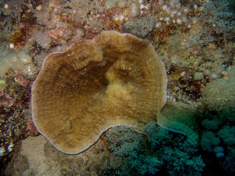 , Mushroom Coral, Podabacia sinai