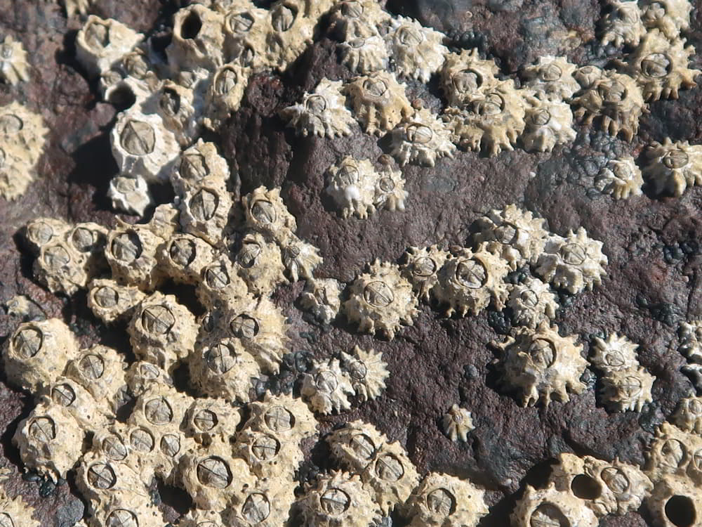 Poli’s Stellate Barnacle – Chthamalus stellatus