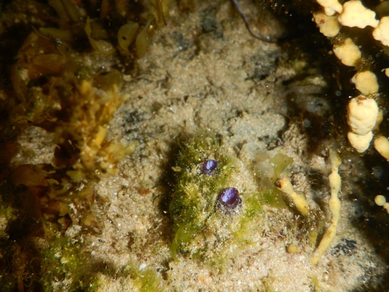 , Sea Squirt, Polycarpa pigmentata