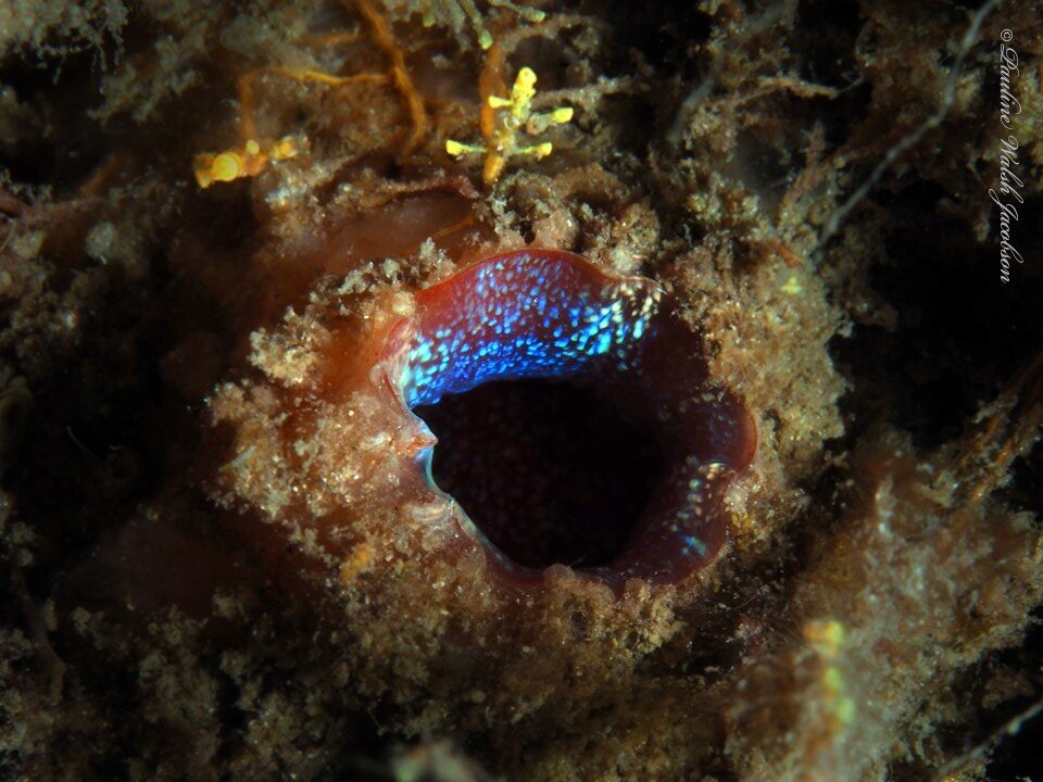 , Giant Tunicate, Polycarpa spongiabilis