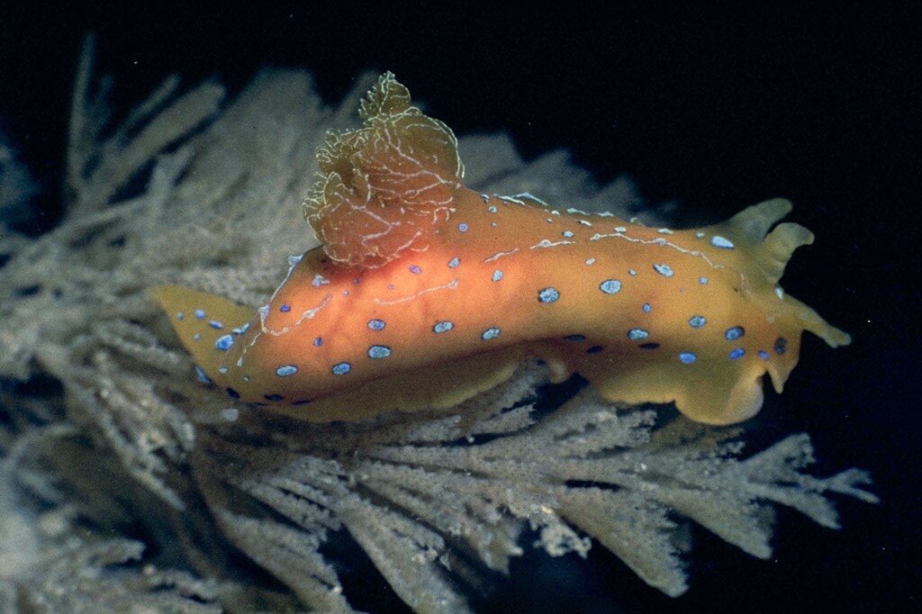 , Polycera Elegans, Polycera elegans