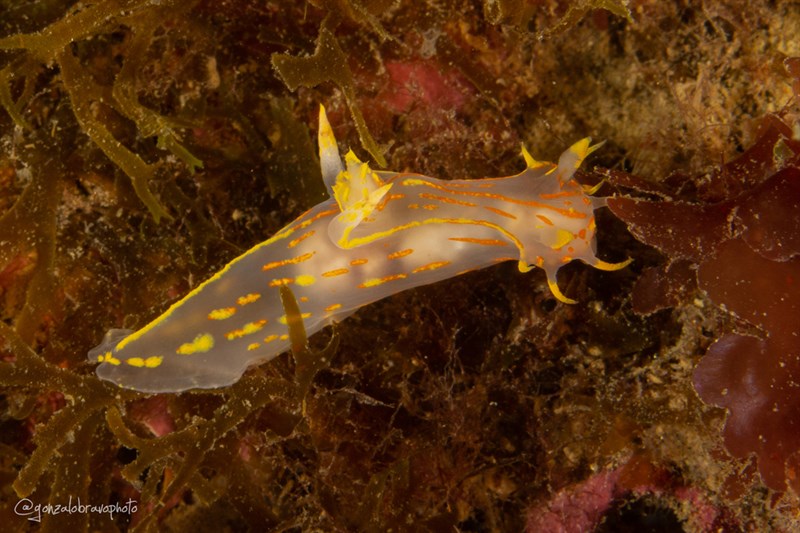 , Polycera marplatensis