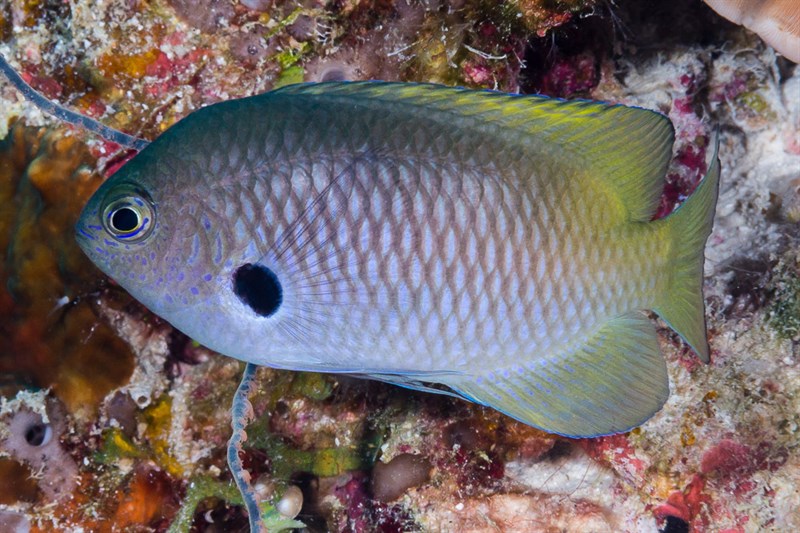 Blackmargined damsel, Blackmargined Damsel, Black-margined Damsel, Pomacentrus nigromarginatus