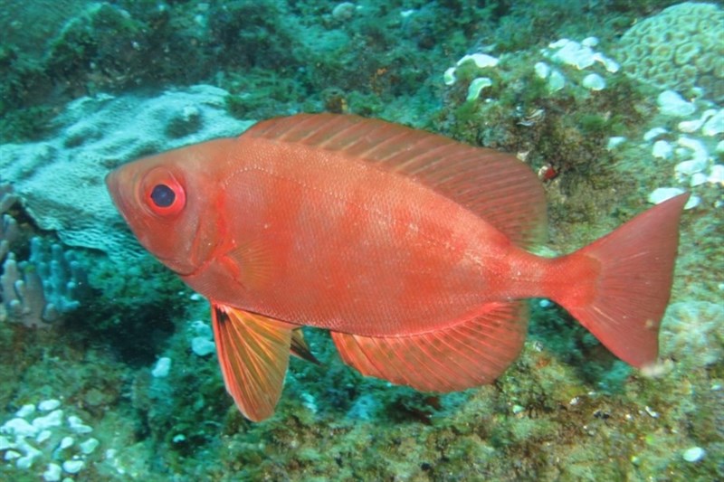 Paeony bulleye, Paeony Bulleye, Priacanthus blochii