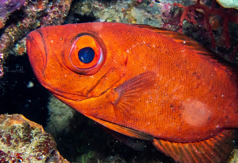 Moontail bullseye, Moontail Bullseye, Crescent-tail Bigeye, Priacanthus hamrur