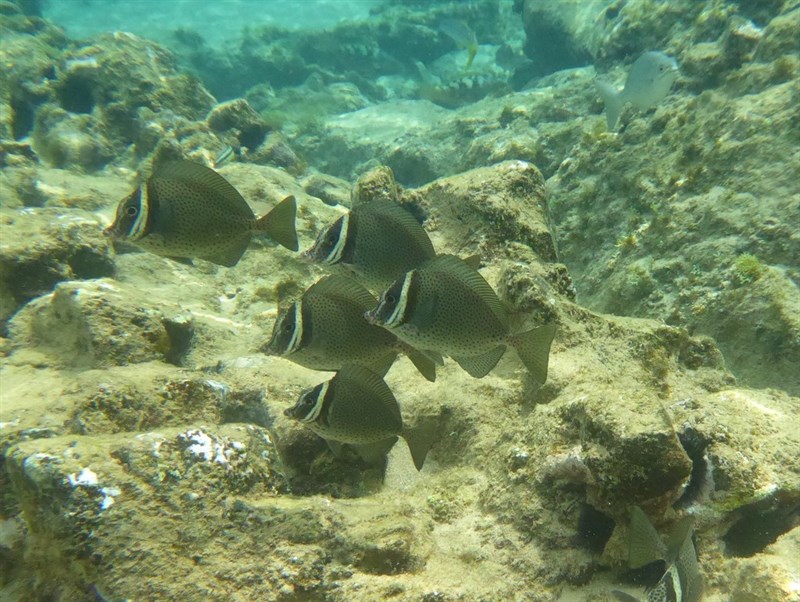 Biafra doctorfish, Biafra Doctorfish - Prionurus biafraensis, Prionurus biafraensis