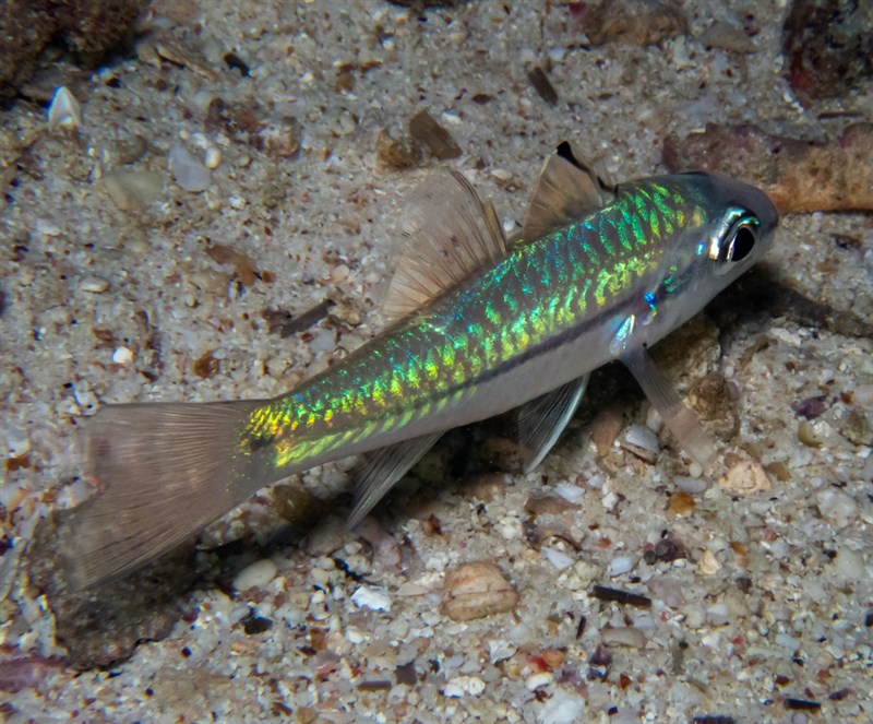 Narrowstripe cardinalfish, Eyeshadow Cardinalfish, Narrowstripe Cardinalfish, One-line Cardinal, One-line Cardinalfish, Oneline Cardinalfish, Pristiapogon exostigma