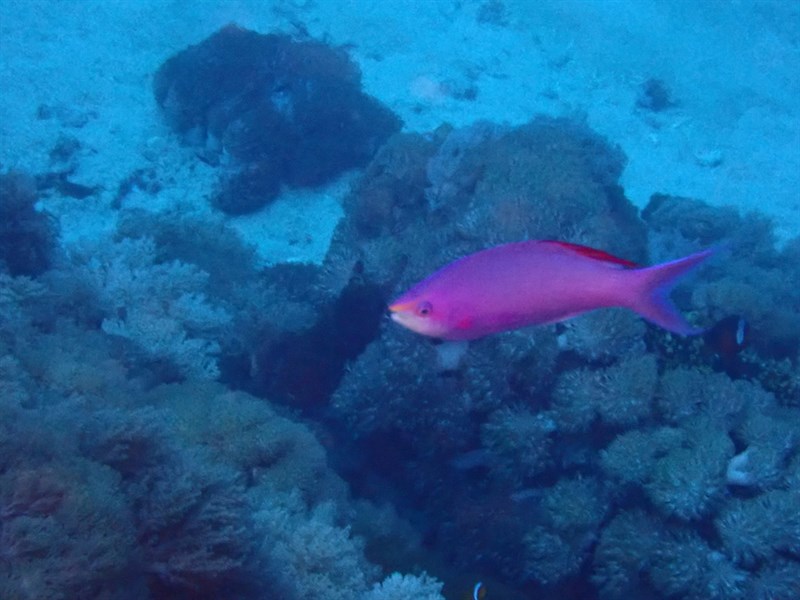 Amethyst anthias, Amethyst Anthias - Pseudanthias pascalus, Pseudanthias pascalus