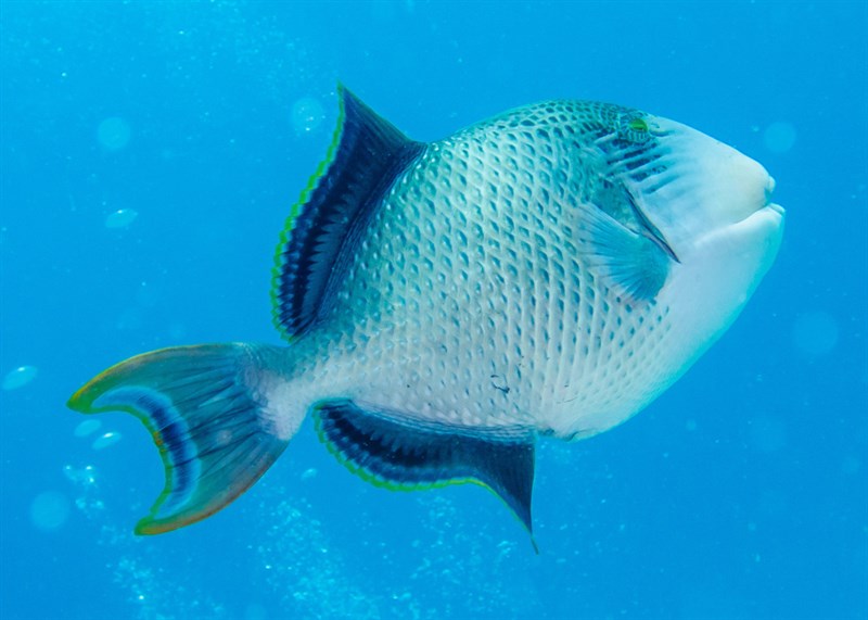 Yellowmargin triggerfish, Yellowmargin Triggerfish, Pseudobalistes flavimarginatus