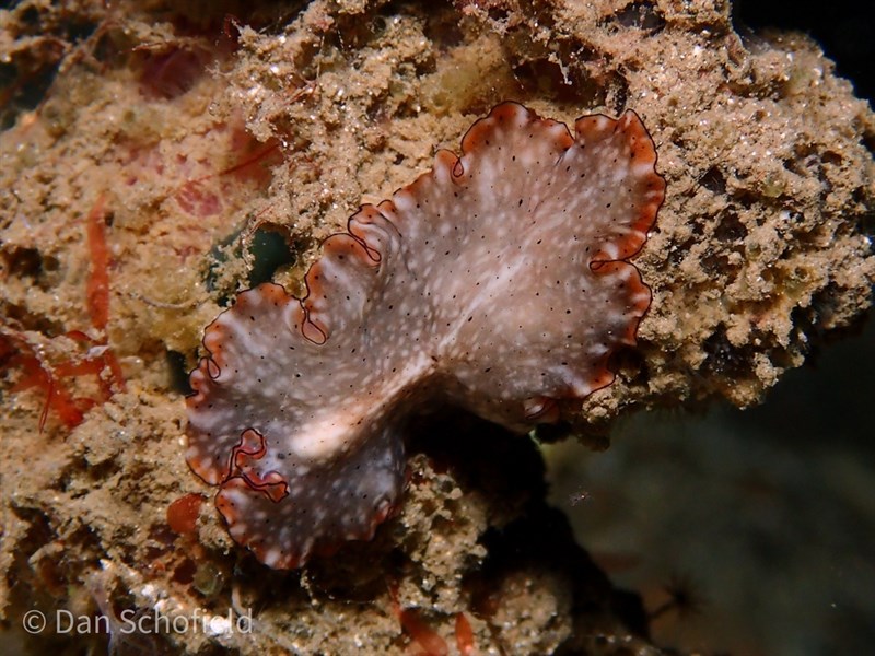 , Flatworm - Pseudobiceros damawan, Pseudobiceros damawan