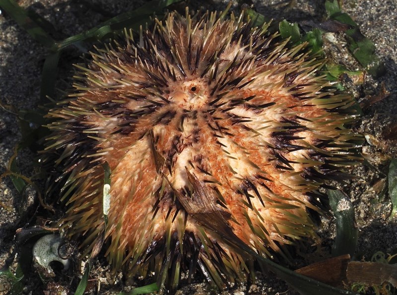 , White Sea Urchin - Pseudoboletia maculata, Pseudoboletia maculata