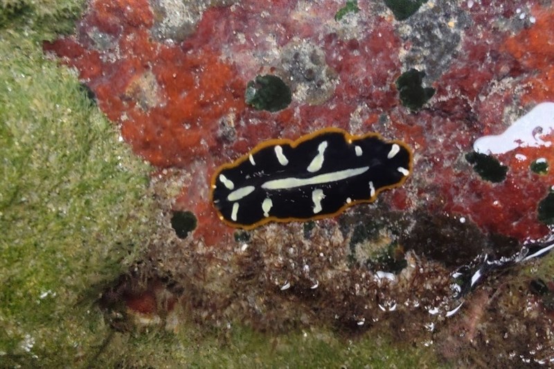 , Commander Flatworm - Pseudoceros imperatus, Pseudoceros imperatus