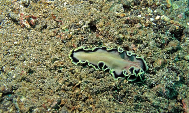 , Jebb*s Flatworm, Pseudoceros jebborum