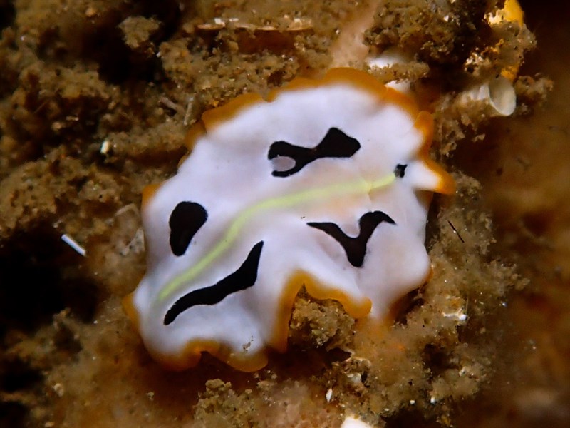 , Script Flatworm, Pseudoceros scriptus