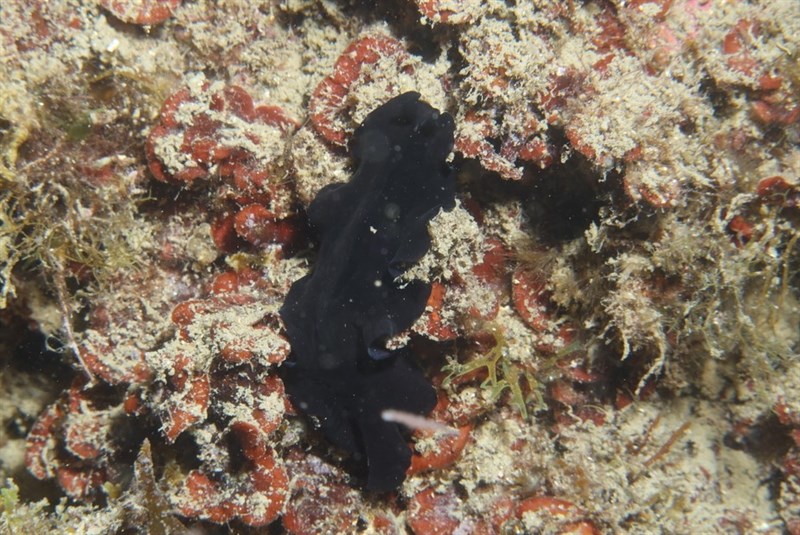 , Black Flatworm - Pseudoceros velutinus, Pseudoceros velutinus