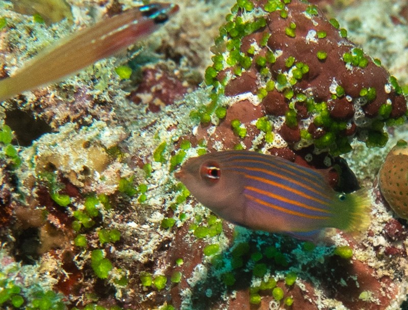 Sixline wrasse, Six-line Wrasse, Six-lined Wrasse, Sixstripe Wrasse, Pseudocheilinus hexataenia