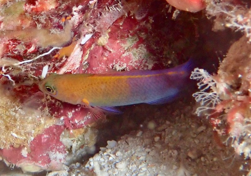 Andaman dottyback, Andaman Dottyback, Sunset Dottyback, Pseudochromis andamanensis