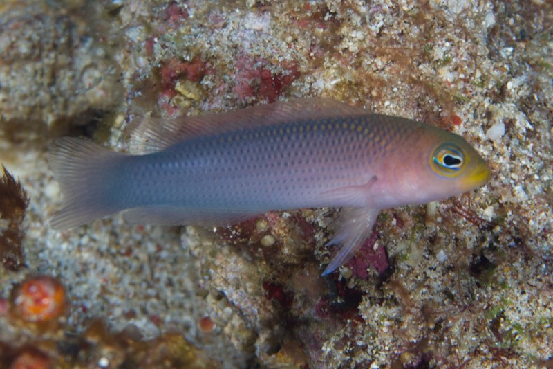 Yellowlip dottyback, Yellowlip Dottyback, Pseudochromis aurulentus