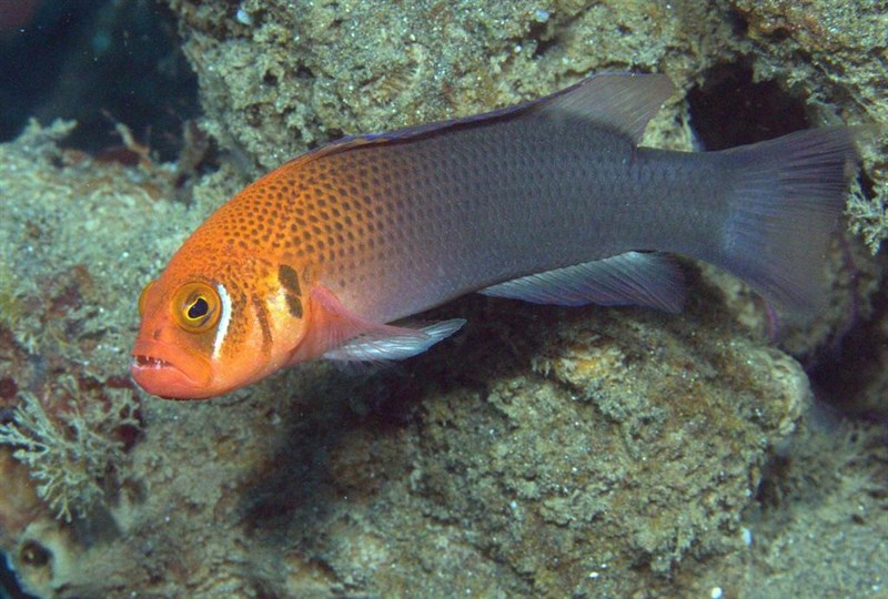 Erdmann’s Dottyback, Erdmann’s Dottyback - Pseudochromis erdmanni, Pseudochromis erdmanni