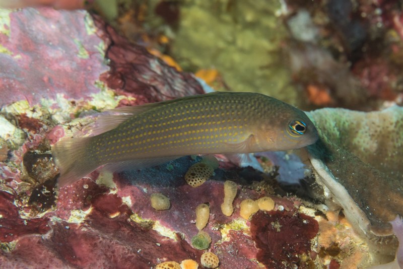 Yellow-spotted dottyback, Red-gold Dottyback, Yellow-spotted Dottyback, Pseudochromis flavopunctatus