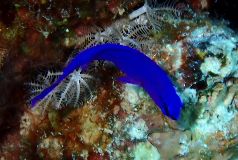 Orchid dottyback, Orchid Dottyback, Pseudochromis fridmani