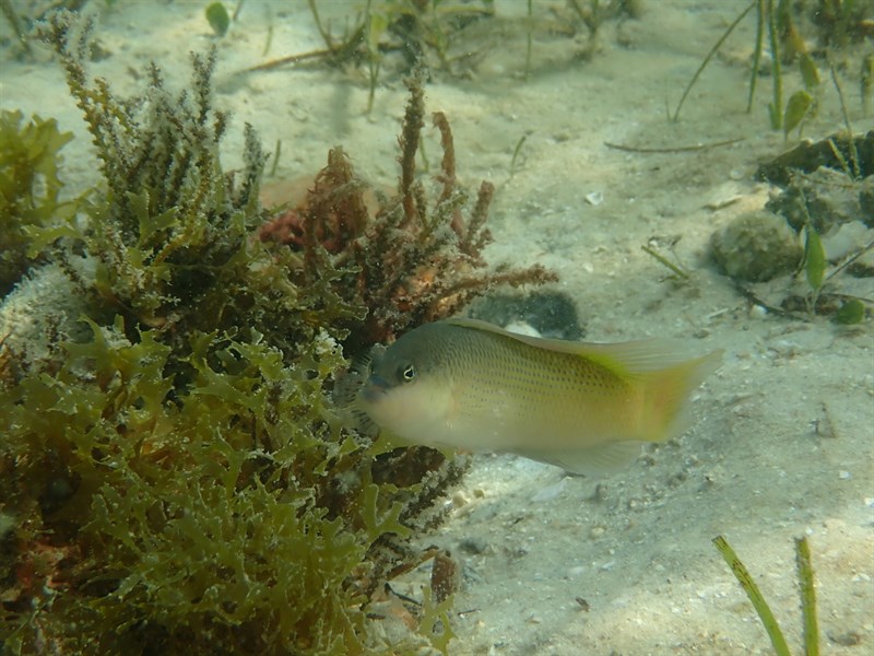 Natal dottyback, Pseudochromis natalensis, Pseudochromis natalensis