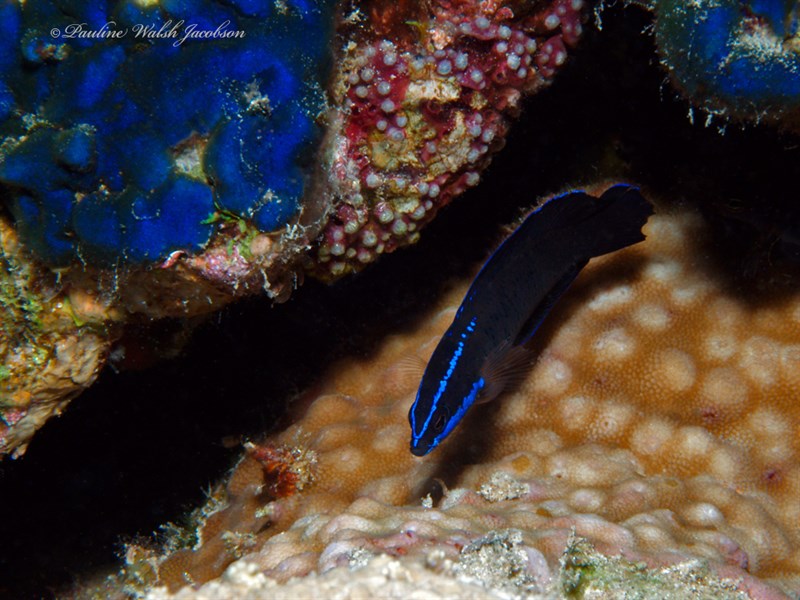 Blue-striped dottyback, Bluestriped Dottyback, Blue-striped Dottyback, Pseudochromis springeri