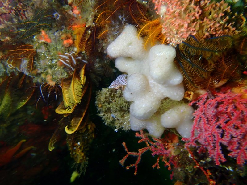 , African Pseudodistoma,Toadstool Ascidian - Pseudodistoma africanum, Pseudodistoma africanum