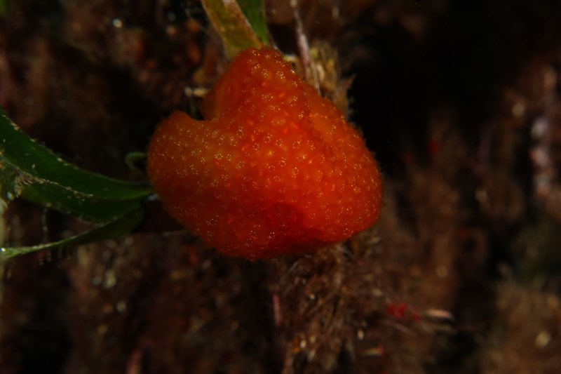 , Pseudodistoma cyrnusense, Pseudodistoma cyrnusense