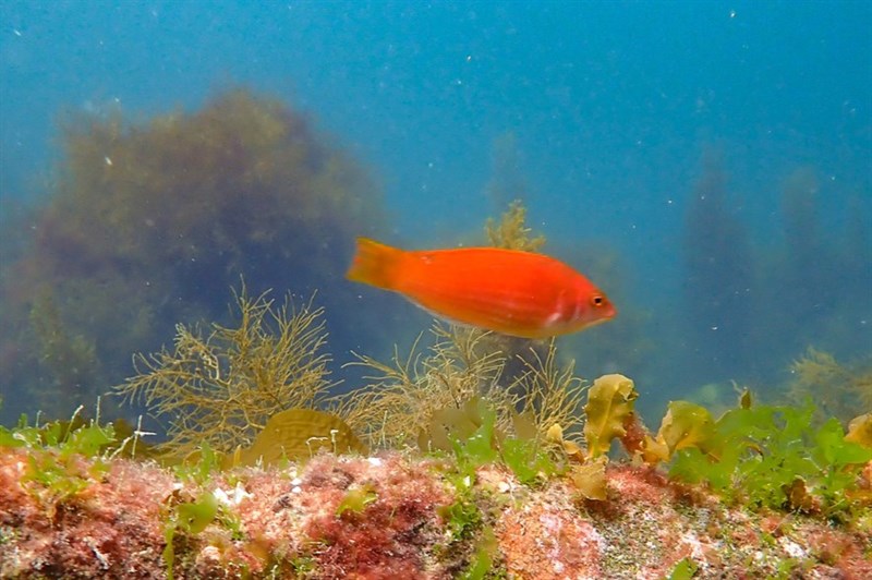 Rosy wrasse, Rosy Parrot Fish, Rosy Parrotfish, Rosy Wrasse, Pseudolabrus rubicundus