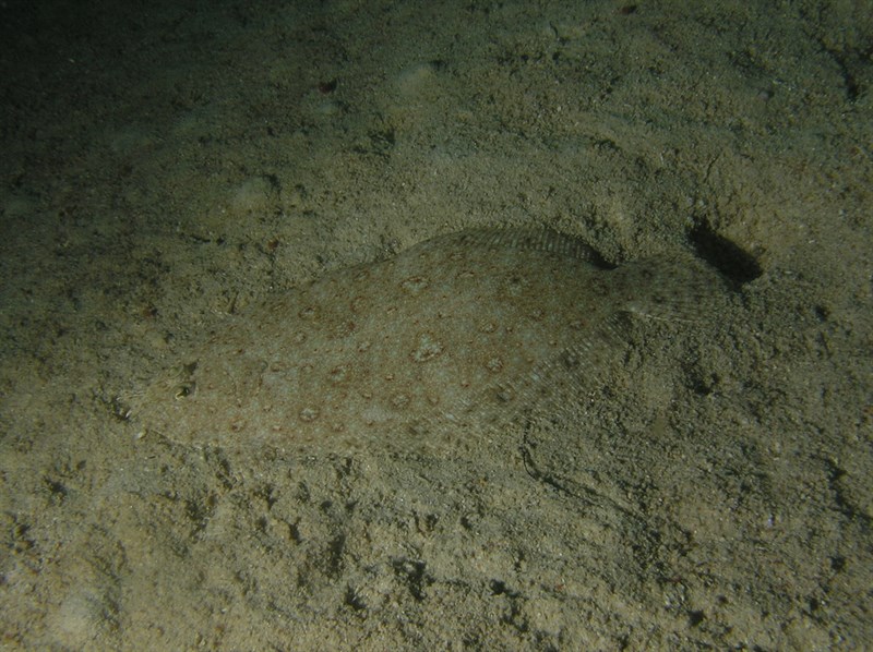 Javan flounder, Pseudorhombus javanicus, Pseudorhombus javanicus