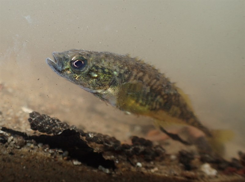 Smoothtail ninespine stickleback, Pungitius laevis, Pungitius laevis