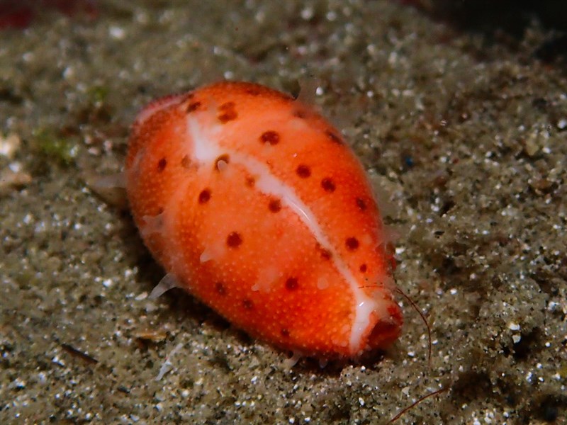 , Punctate Cowry, Brown-Spotted Cowry, Ransoniella punctata