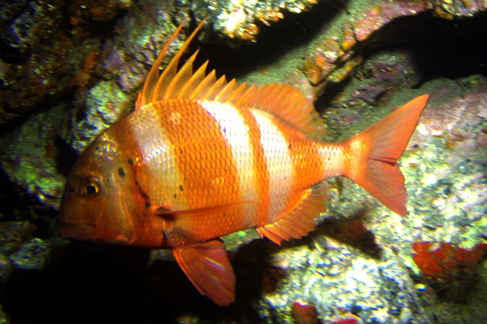 Red-Banded Seabream – Pagrus auriga