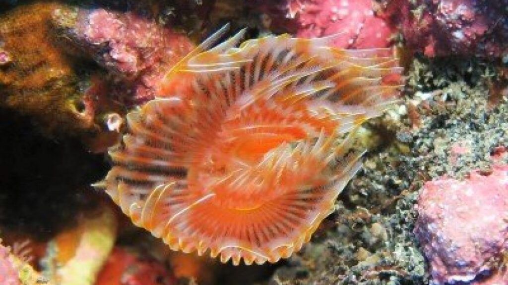 Red-Spotted-Horseshoe-Protula-tubularia-polychaete-species-bristle-worm-diving-canary-islands-canaries-atlantic